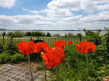 Orange flowers blooming on field against sky