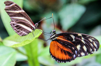 Close-up of butterfly perching on leaf