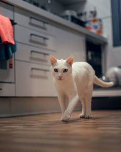 Portrait of white cat on floor at home