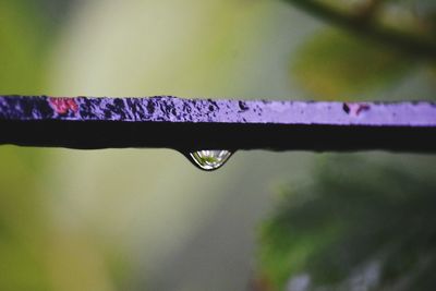 Close-up of water drop on leaf