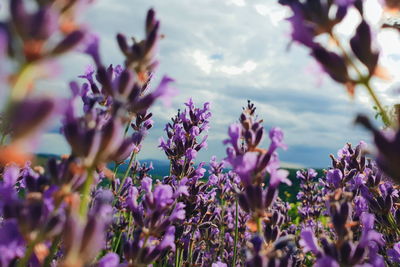 Close-up of purple flowering plants