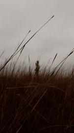 Close-up of stalks against the sky