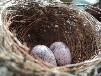 Close-up of eggs in nest