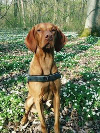 Portrait of dog looking away in forest