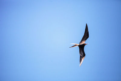 Low angle view of a bird flying