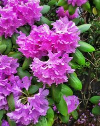 Close-up of pink flowers