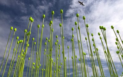 Low angle view of bamboo trees against sky