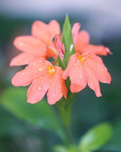 Close-up of water drops on wet red flowering plant during rainy season