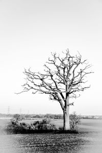 Bare tree on landscape against clear sky