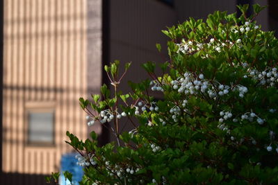 Flowers on plant against building