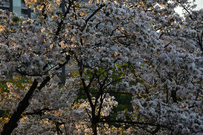 Low angle view of apple blossoms in spring