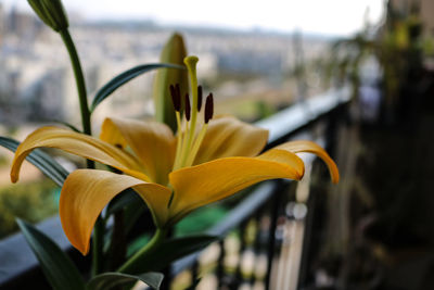 Close-up of yellow flowering plant