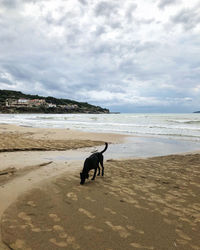 Dog on beach