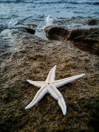 High angle view of dead starfish on beach