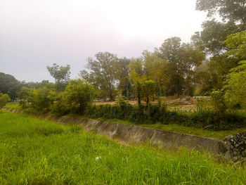 Trees on grassy field against clear sky