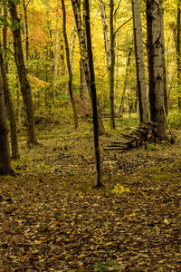 Trees in forest during autumn