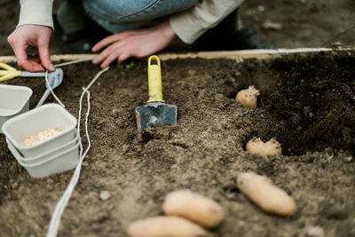 Gardener sowing peas seeds in a vegetable bed. preparing for new garden season.