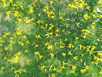 Full frame shot of yellow flowers on field