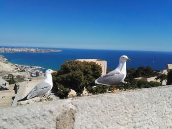 Seagull perching on shore by sea against clear sky