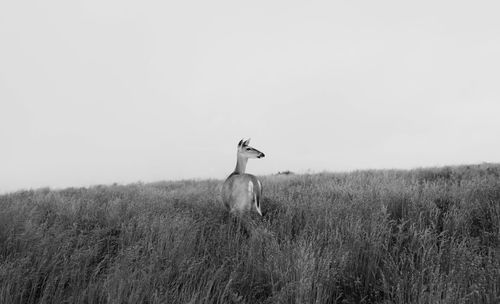 View of deer on field against sky