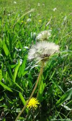 Close-up of dandelion flower in field