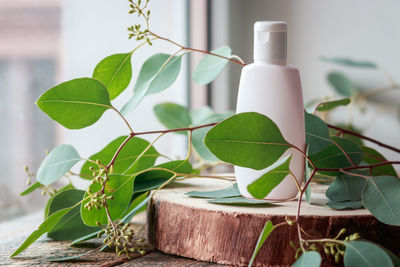 Close-up of potted plant on table