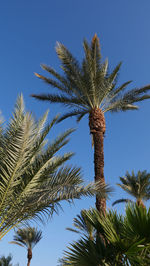 Low angle view of palm tree against clear blue sky