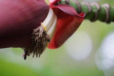 Close-up of insect on plant