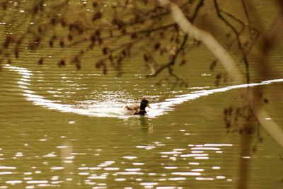 Swan swimming in lake