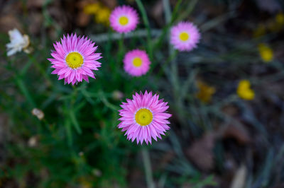 Close-up of pink flowering plant