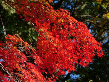 Close-up of christmas tree