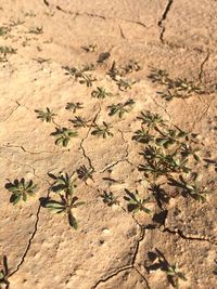 Close-up of plant