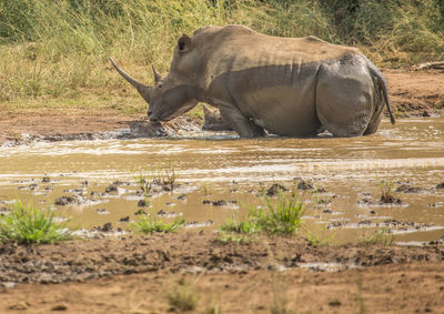 Side view of elephant drinking water