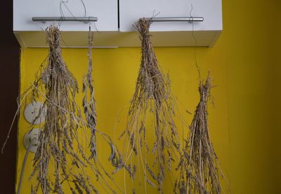 Close-up of yellow hanging outdoors