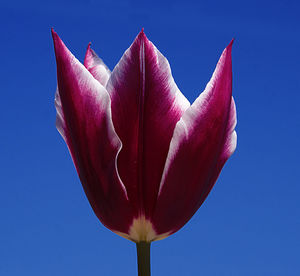 Close-up of pink flower against blue sky