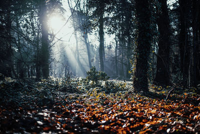 Early morning light in forest