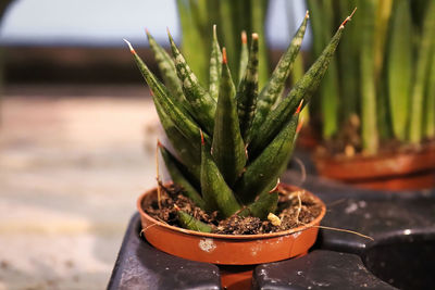 Close-up of succulent plant in pot