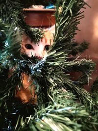 Close-up of christmas tree