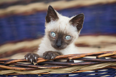 Portrait of cat in basket