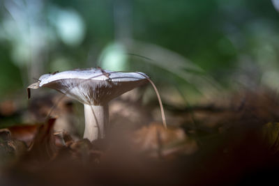 Close-up of mushroom growing in forest