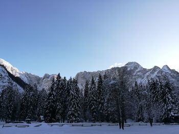 Trees on snow covered landscape against clear sky