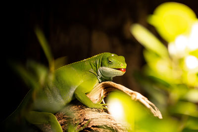 Close-up of lizard on tree