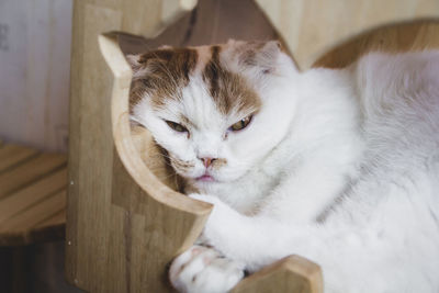 Close-up portrait of a cat at home