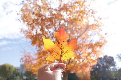 Close-up of person holding maple leaves during autumn