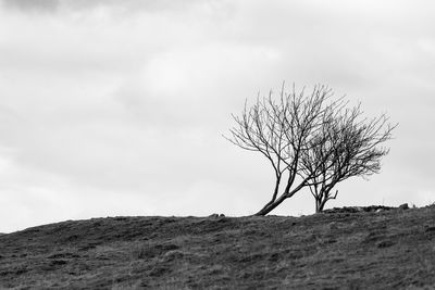 Bare tree on landscape against sky