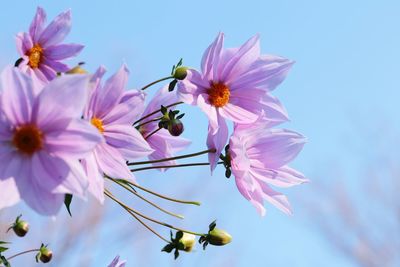 Close-up of insect on pink flowering plant