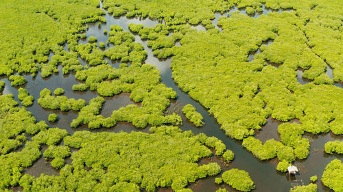 Aerial view of rivers in tropical mangrove forests. mangrove landscape, siargao,philippines.
