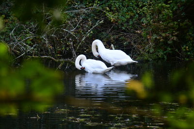 Swans swimming in lake