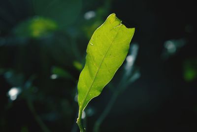 Close-up of leaves