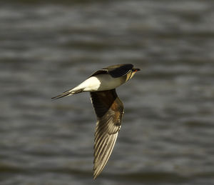 Close-up of bird flying over water